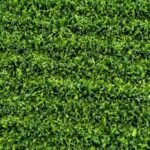 Non-Infill Grass